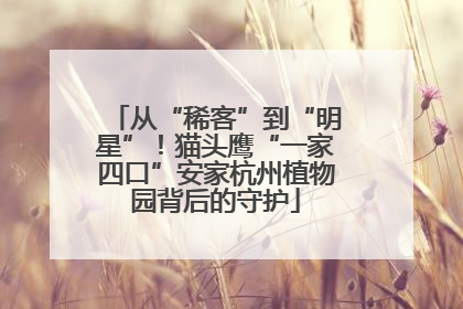 从“稀客”到“明星”！猫头鹰“一家四口”安家杭州植物园背后的守护